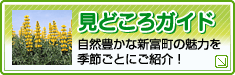 見どころガイド