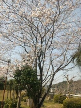 中央公民館前の桜