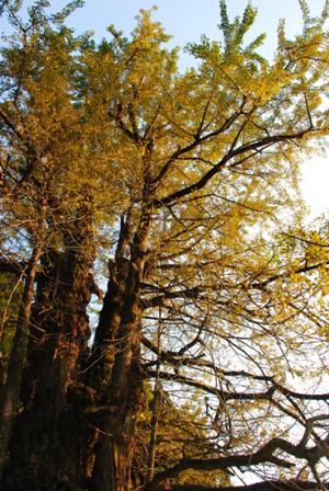 夕日に照らされ黄金色に輝く無数の葉を蓄えた巨大なイチョウの木を、ゴツゴツとした力強い樹皮が刻まれた太い幹の根元から見上げるようなアングルで捉えた巨樹春日のいちょうの写真