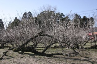 太い幹が地面を這うように横へ伸びた大きな梅の木が白い花を無数に咲かせている座論梅の写真