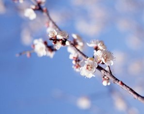 細い枝先に黄色い雄しべや小さな蕾まで鮮明に映し出して、白く可憐な梅の花がいくつか寄り添うように咲いている写真