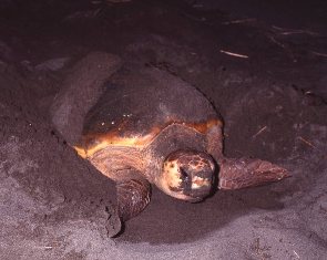 夜の暗い砂浜で、茶色い甲羅を持つ大きなウミガメが湿った砂を甲羅や顔に付着させながら砂を掘り起こしながら移動しているよう様子を正面から捉えている写真