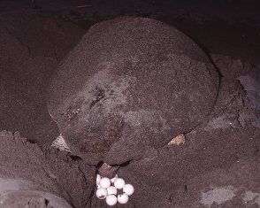 夜の暗い砂浜で大きなウミガメが後ろ向きに座り込み、砂に掘られた穴の中へ白くて丸い卵を複数産み落としている様子を背後から捉えた、貴重な産卵シーンの写真