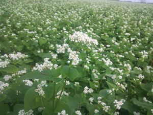 そばの花畑