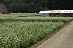 そばの花まつり