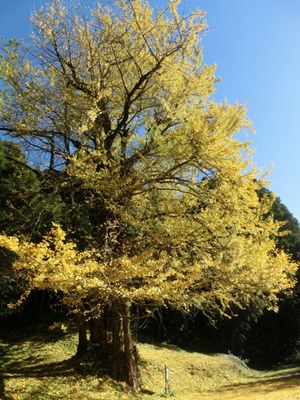 春日の大銀杏