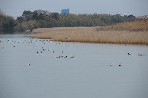 一ツ瀬川河口