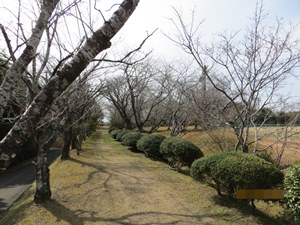 お大師山公園（園内の桜道）