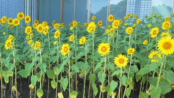 ひまわりの花