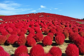 真っ赤に紅葉したコキア