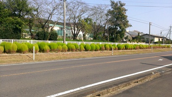 新田学園のコキア