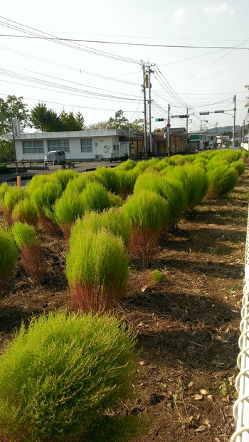 新田学園のコキア