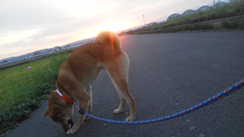夕焼け見ながら犬と散歩中