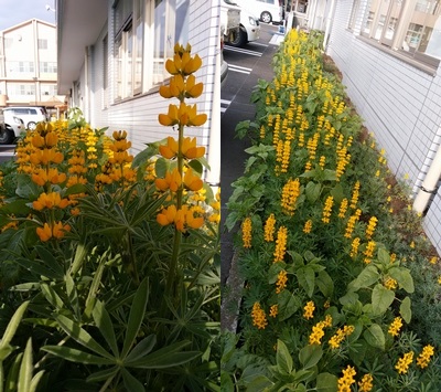 ルピナスの花
