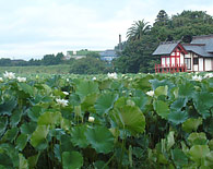 湖水ヶ池の蓮