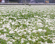 そばの花