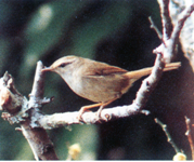 町の鳥「ウグイス」