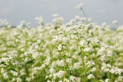 そばの花