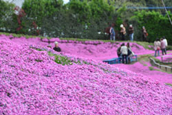 満開の芝桜