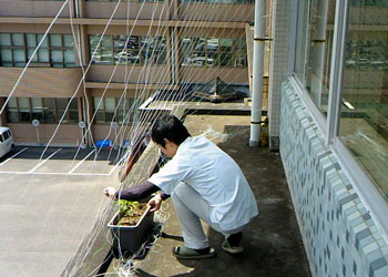 アサガオのグリーンカーテン作成中