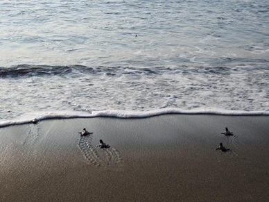 海に旅立つ子ガメたち