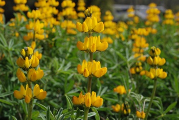 ルピナスの花