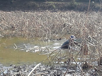 レンコン掘り池の中