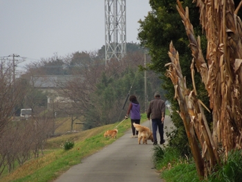 犬の散歩中