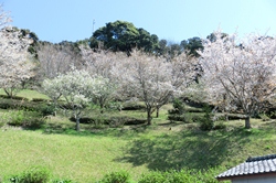 桜が咲き始めました