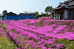 シバザクラ開花状況