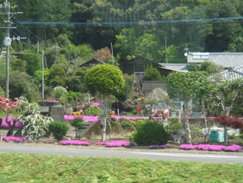 車窓からの眺め芝桜