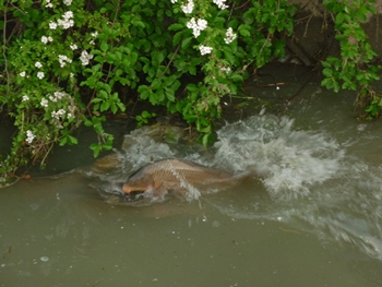 川の中で産卵する鯉