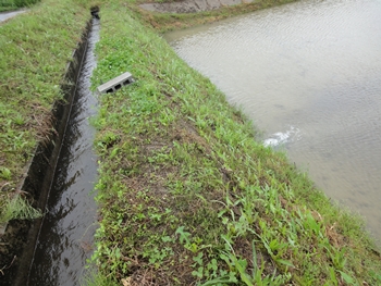 田んぼ脇の用水路