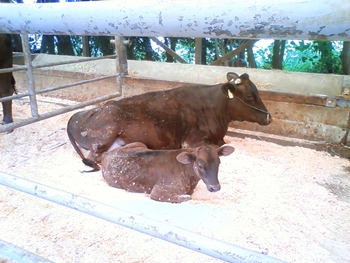 赤ちゃん子牛と母牛