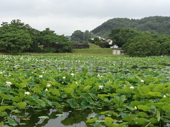 蓮の花