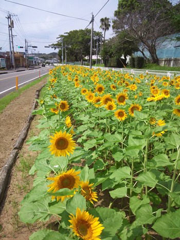 新田学園のひまわり