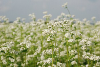 蕎麦の花