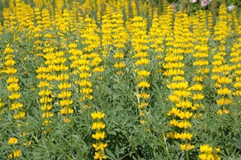 新富町のルピナスの花