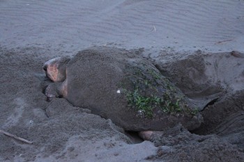 アカウミガメ