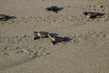 海に帰る子ガメたち