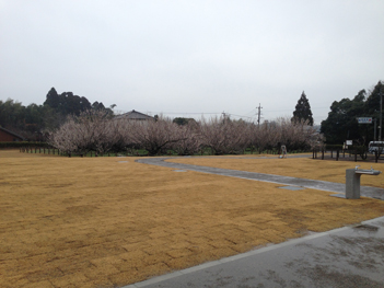 整備された多目的公園