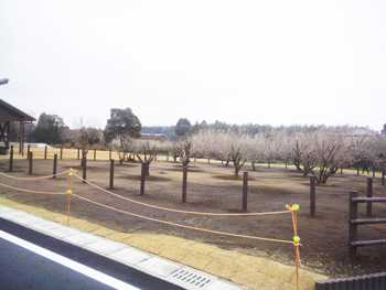 増殖して育てた株でできた新しい梅園