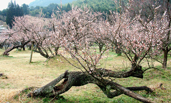 藤川天神梅