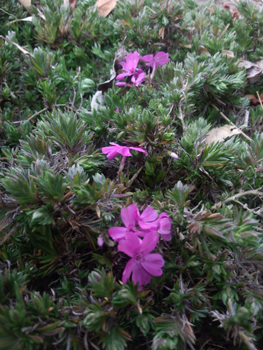 芝桜