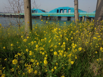 日向大橋