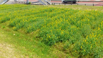 ルピナスの花