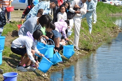 一ツ瀬川に稚アユ放流