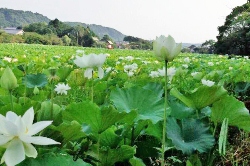 湖水ヶ池のハスの花が見ごろ